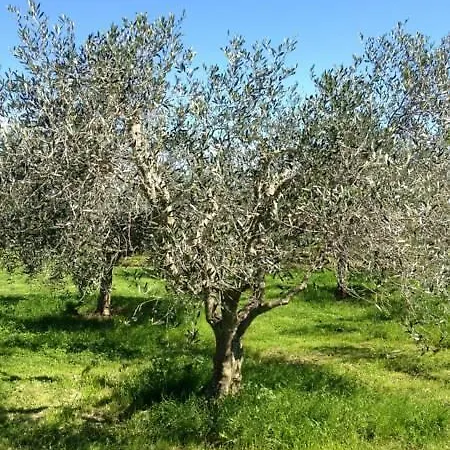 L'oliveto Nocleg ze śniadaniem Anguillara Sabazia